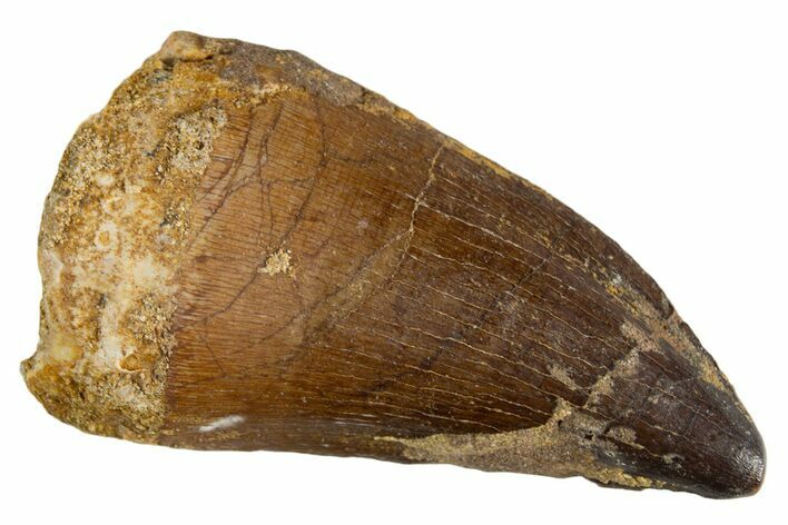 Fossil Mosasaur (Thalassotitan) Tooth - Morocco #345090